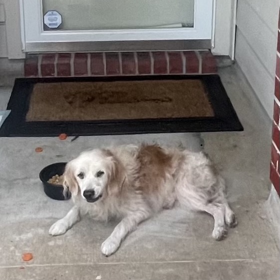 Dog for adoption Rufus a Handsome Senior looking for a Loving home