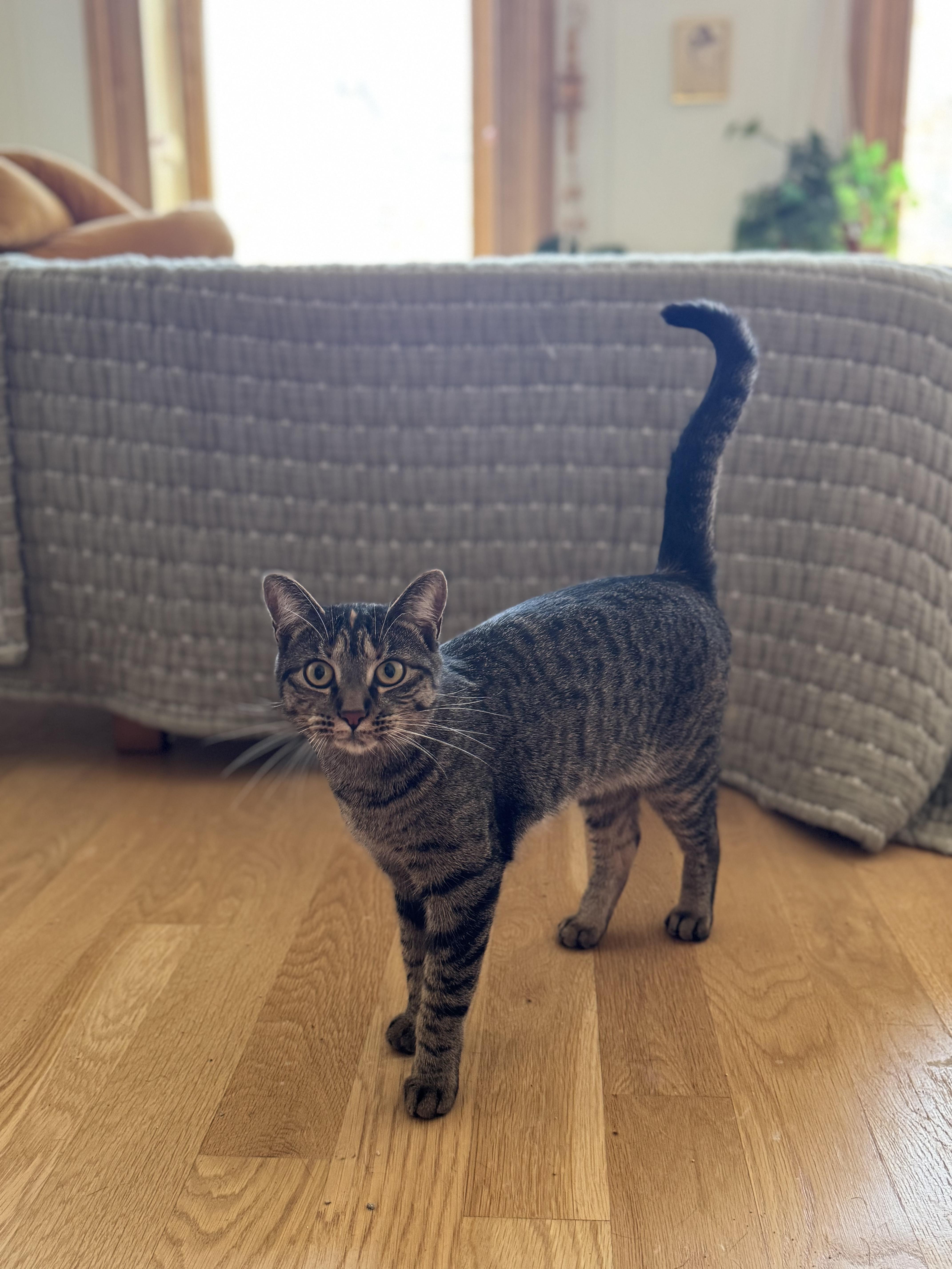 Beth, a Adoptable Domestic Short Hair in Brooklyn, NY image 1/6