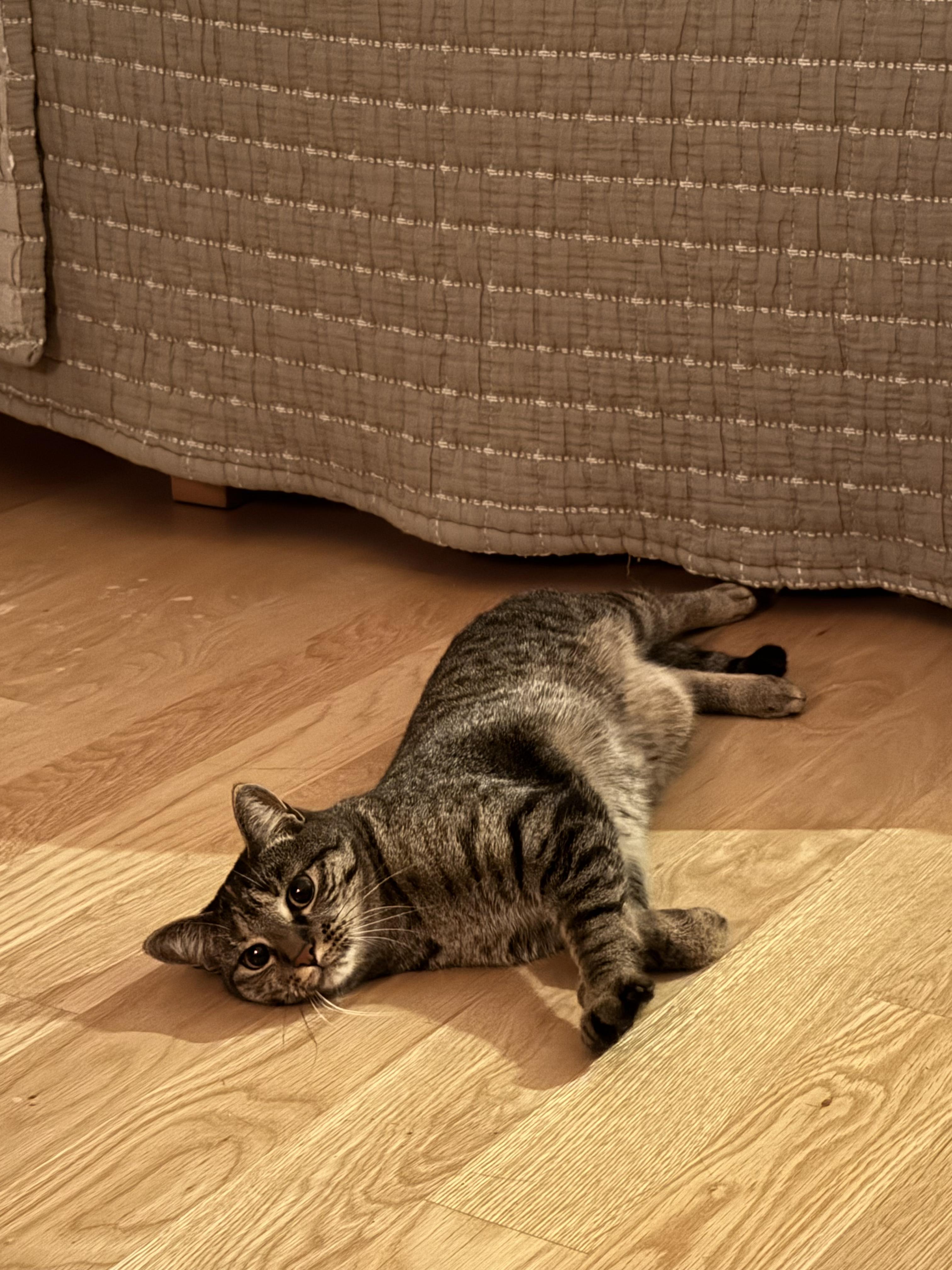 Beth, a Adoptable Domestic Short Hair in Brooklyn, NY image 2/6