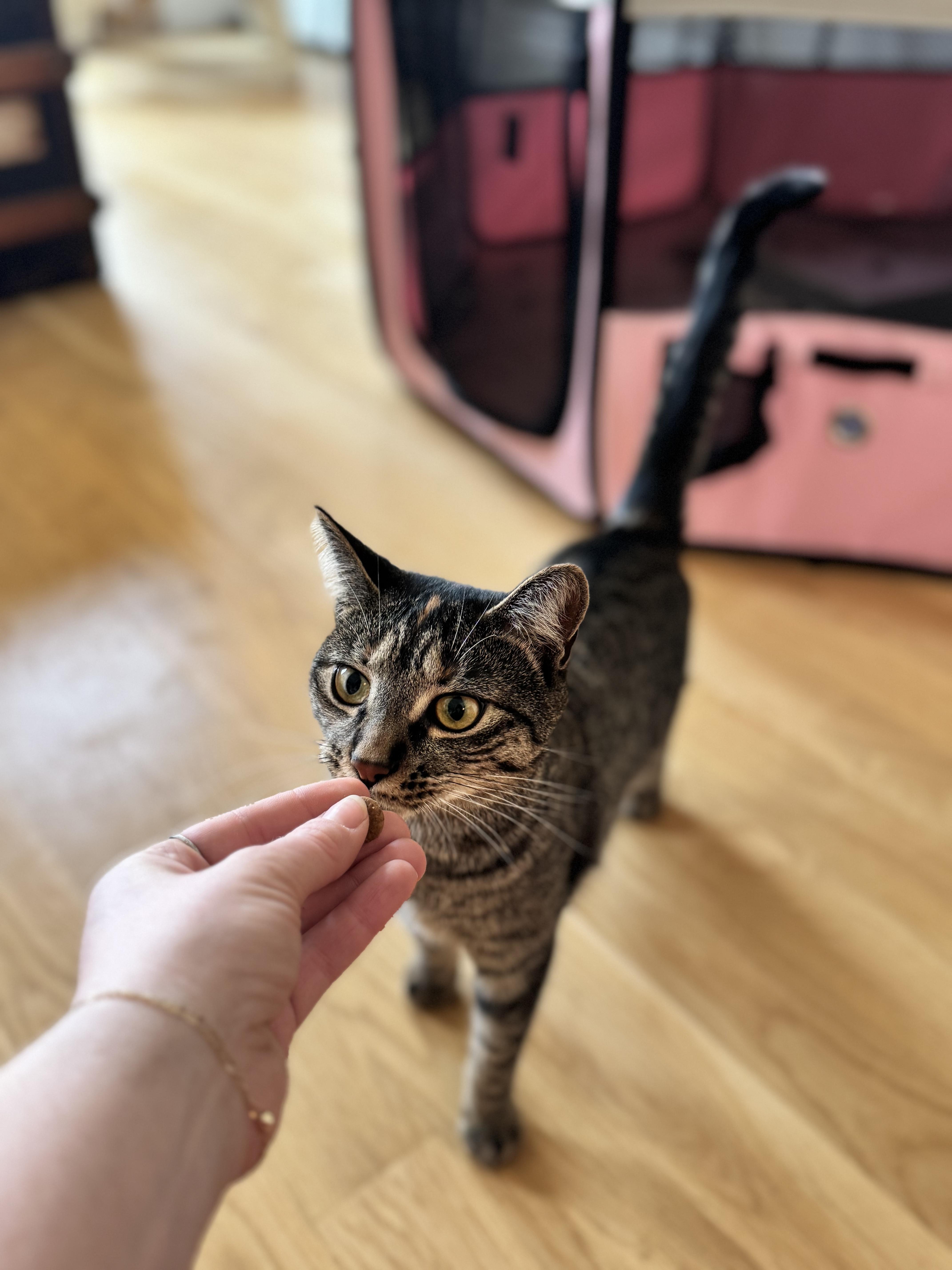 Beth, a Adoptable Domestic Short Hair in Brooklyn, NY image 3/6