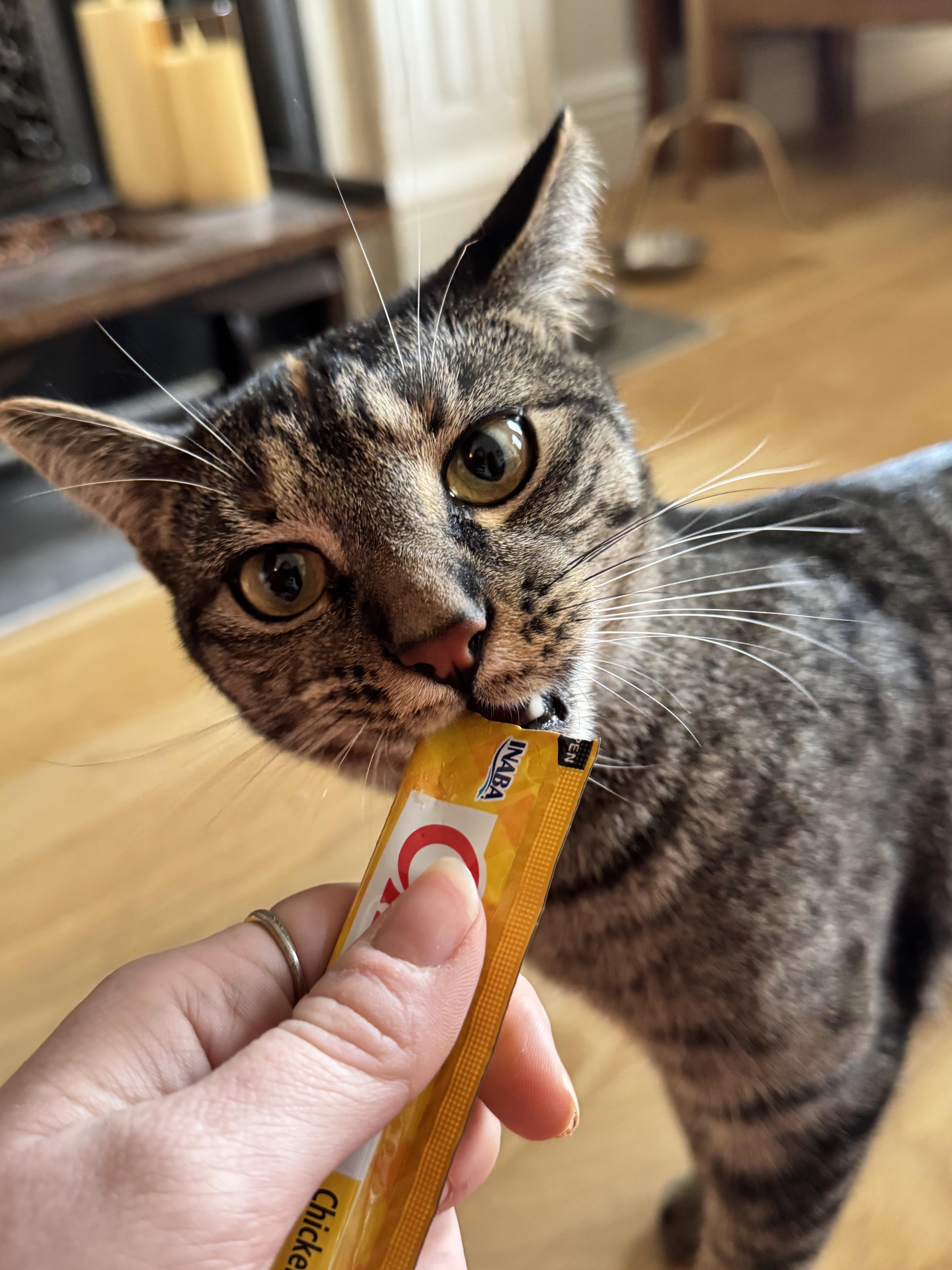 Beth, a Adoptable Domestic Short Hair in Brooklyn, NY image 5/6