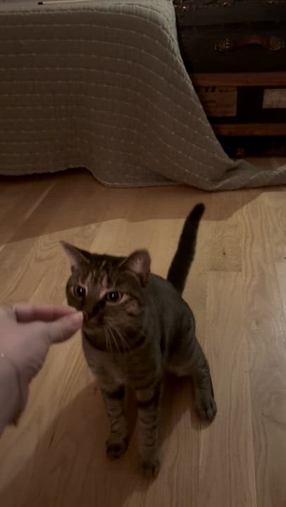 Enlarge Beth, a Adoptable Domestic Short Hair in Brooklyn, NY video 6/6