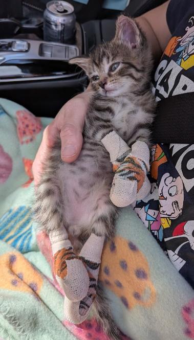 Enlarge Peaches, a Adoptable Domestic Short Hair in Indianapolis, IN image 1/3