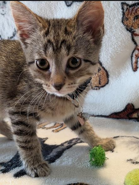 Enlarge Peaches, a Adoptable Domestic Short Hair in Indianapolis, IN image 3/3
