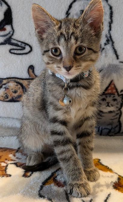 Enlarge Peaches, a Adoptable Domestic Short Hair in Indianapolis, IN image 2/3