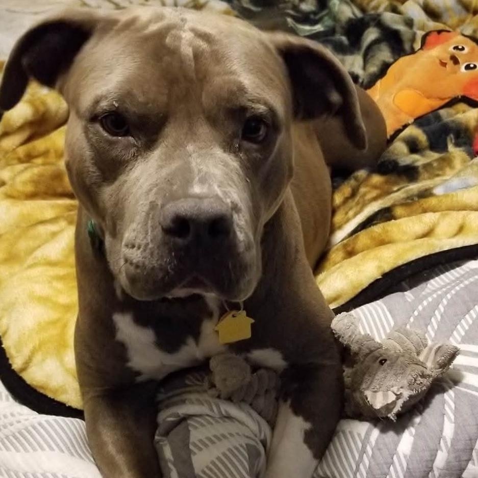 Enlarge Mama Journey, a Adoptable mixed breed in Mendham , NJ image 2/5