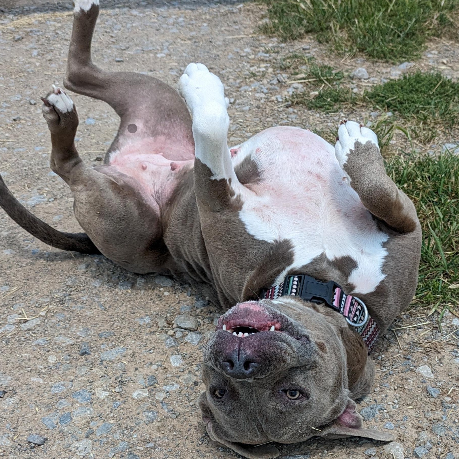 Enlarge Mama Journey, a Adoptable mixed breed in Mendham , NJ image 3/5