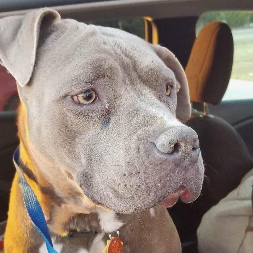 Enlarge Mama Journey, a Adoptable mixed breed in Mendham , NJ image 4/5