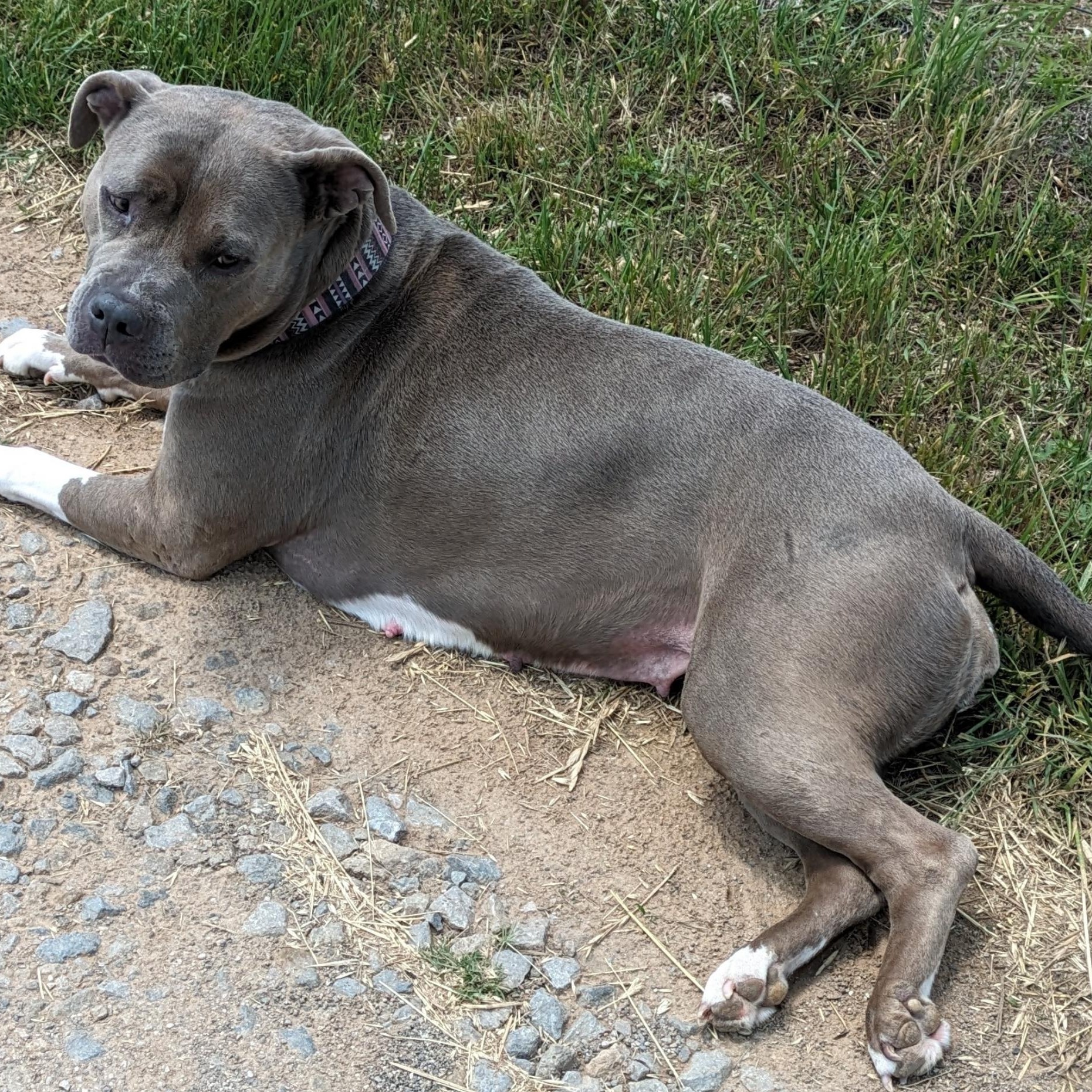 Enlarge Mama Journey, a Adoptable mixed breed in Mendham , NJ image 5/5