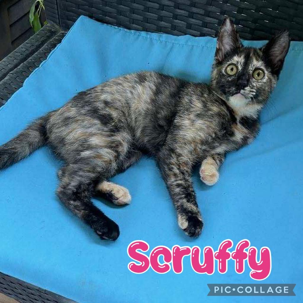 Scruffy, Adoptable, Young Female Domestic Short Hair.