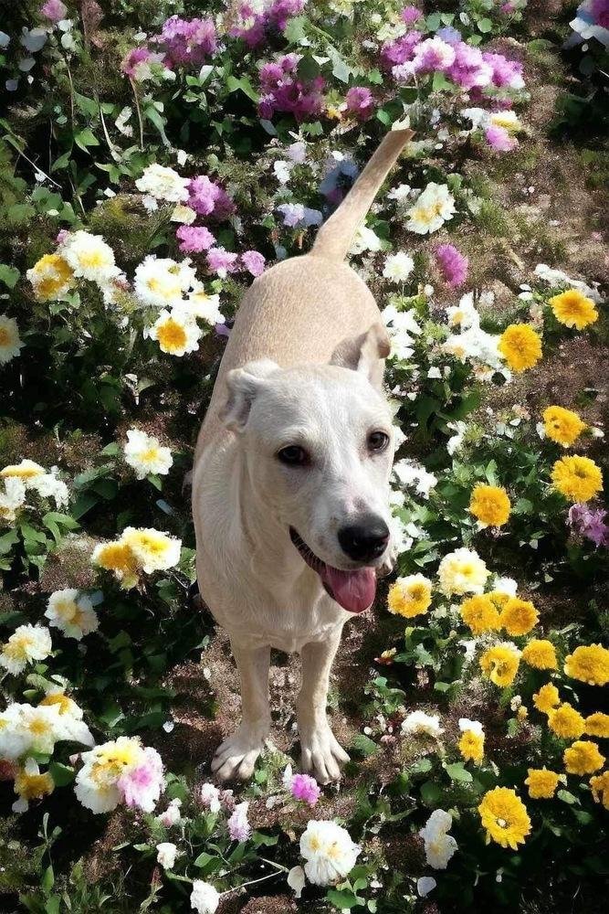 Ranger, Adoptable, Young Male Labrador Retriever.