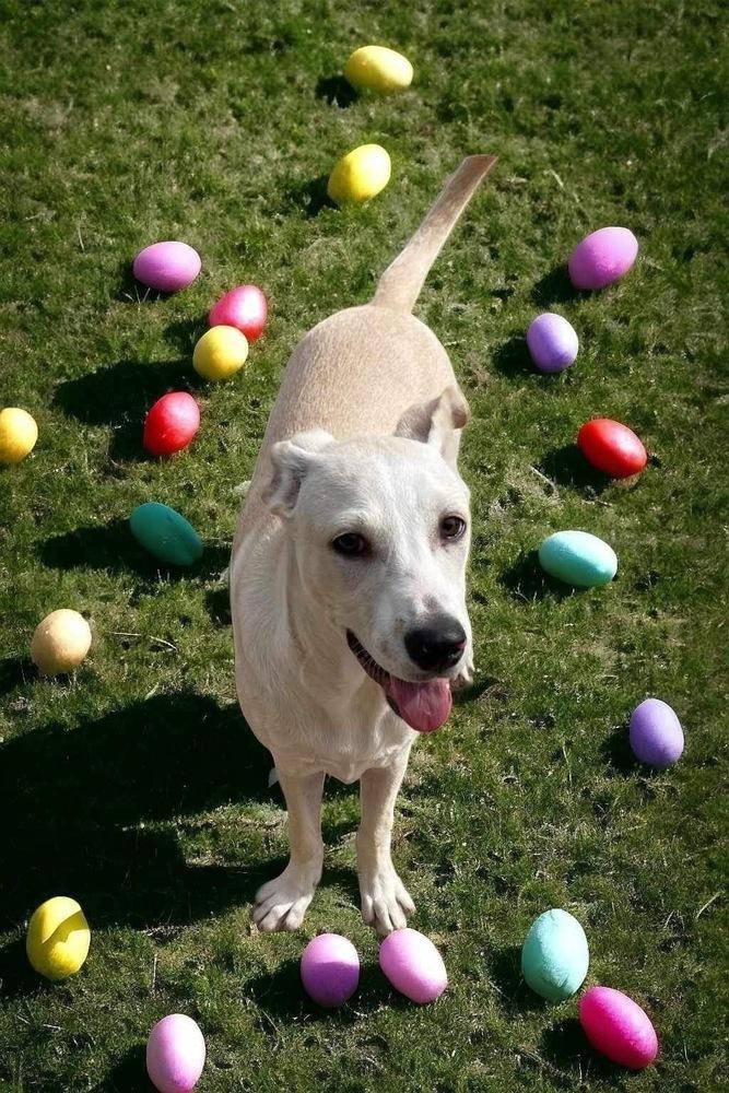 Enlarge Ranger, a Adoptable mixed breed in New Bedford, MA image 2/4
