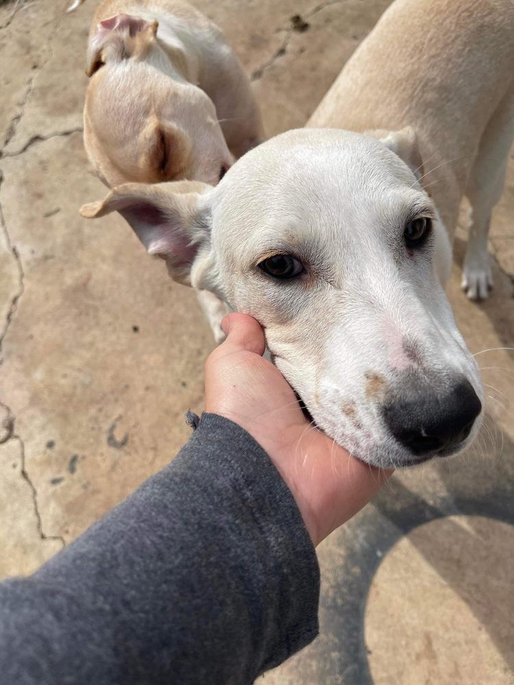 Enlarge Ranger, a Adoptable mixed breed in New Bedford, MA image 3/4
