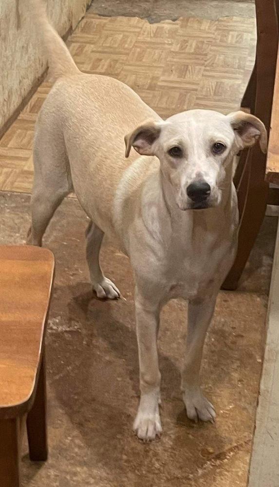 Enlarge Ranger, a Adoptable mixed breed in New Bedford, MA image 4/4