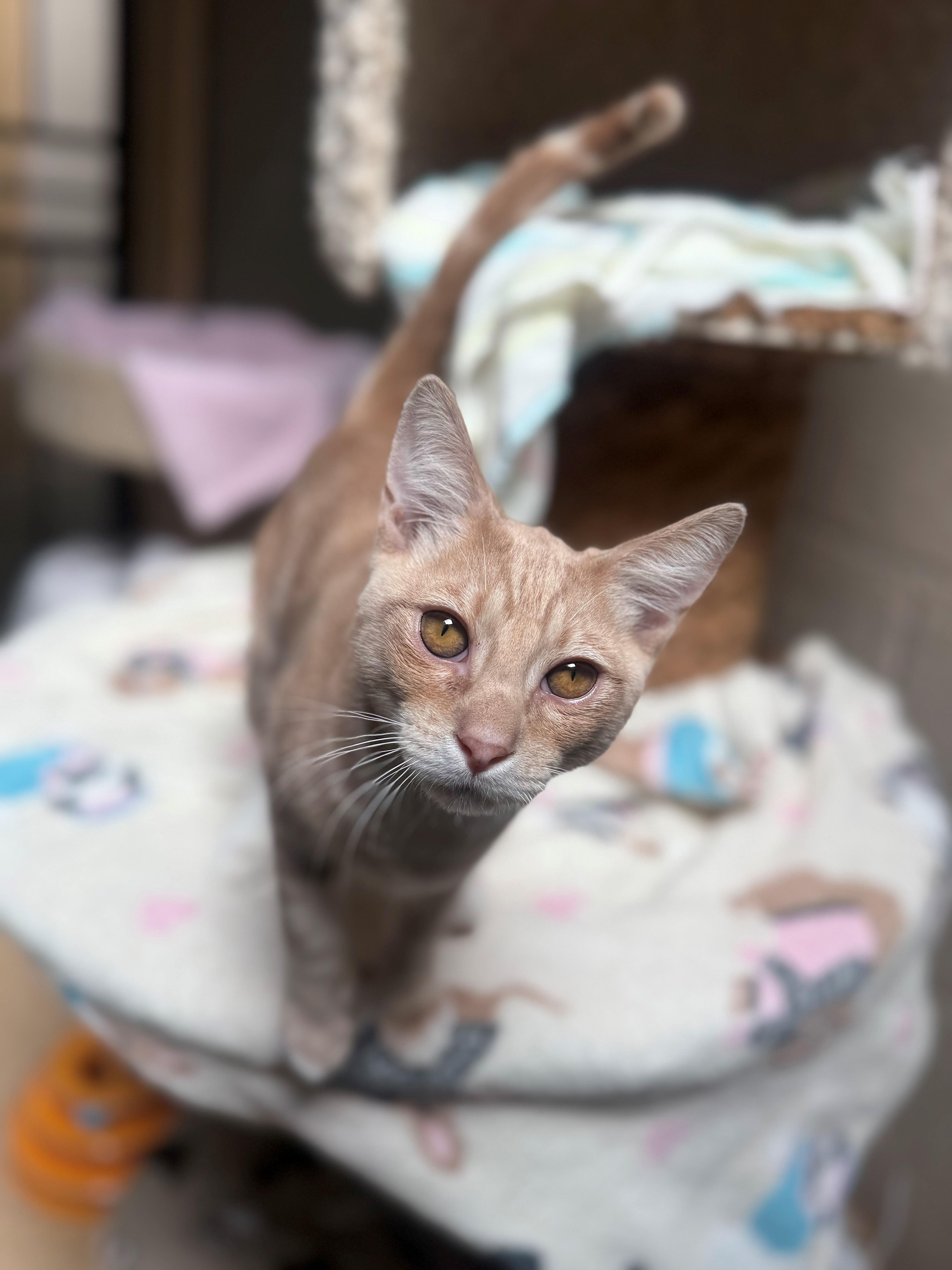 Mo, ADOPTABLE, Young Male Domestic Short Hair.