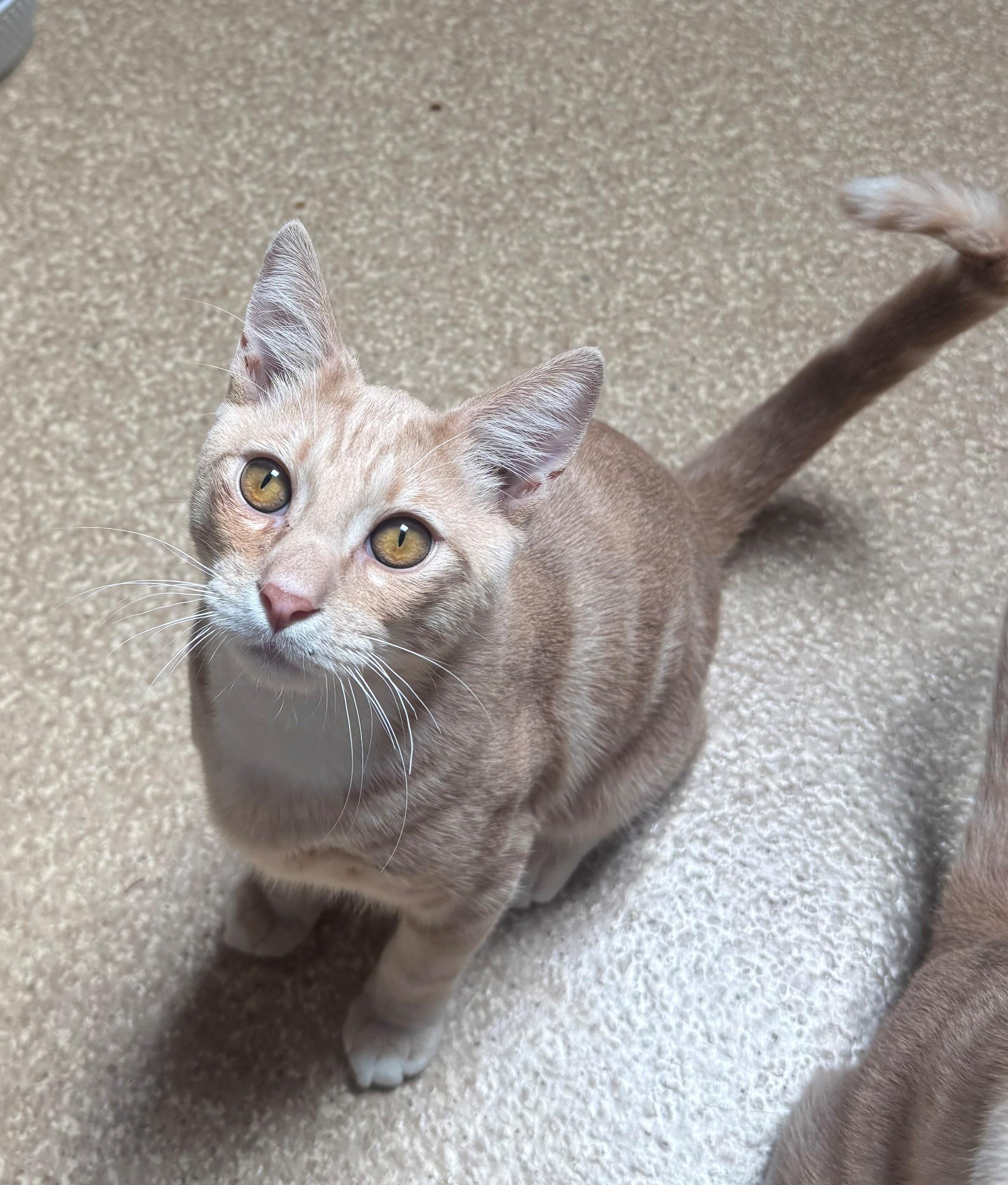 Mo, ADOPTABLE, Young Male Domestic Short Hair.