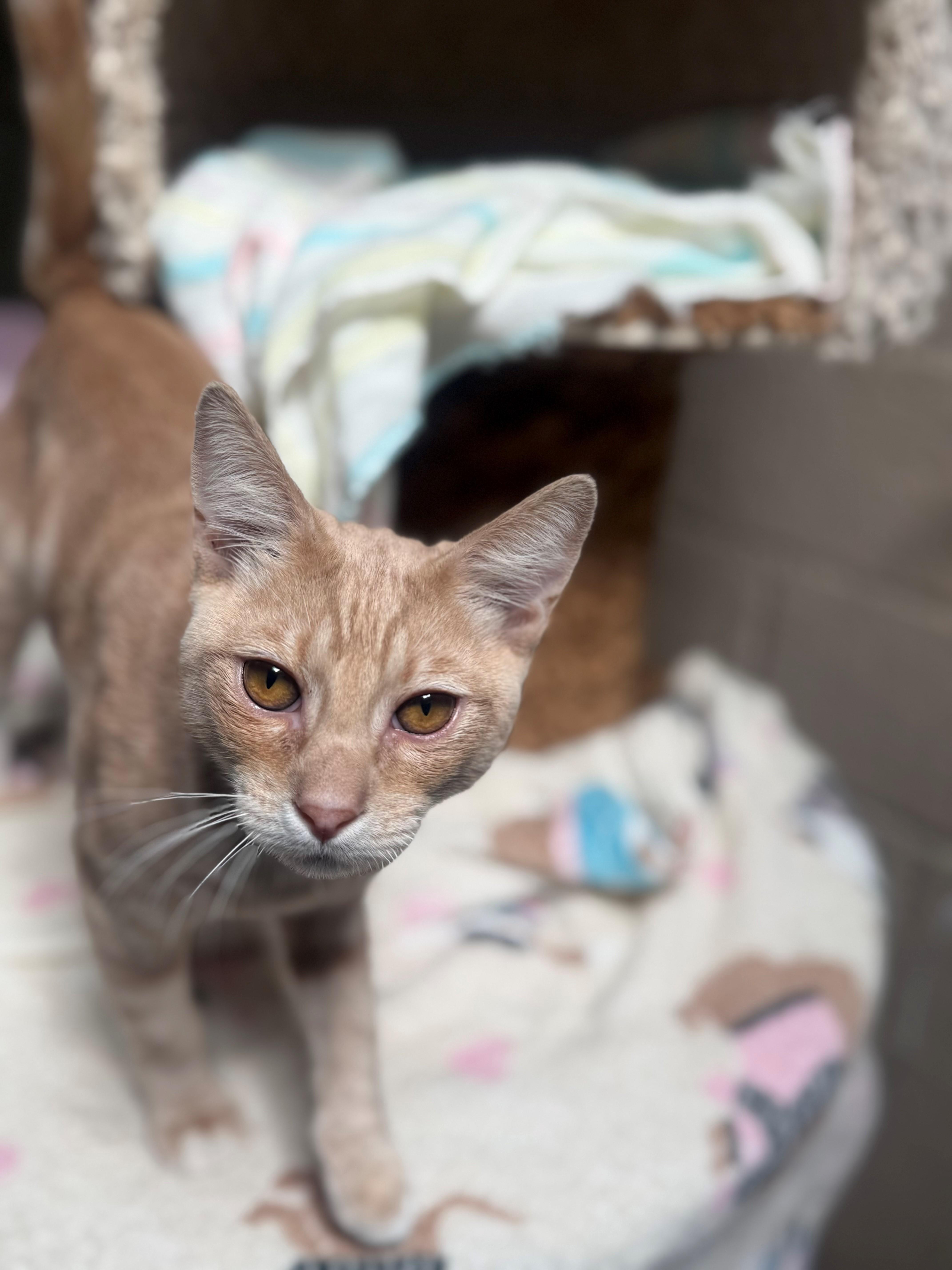 Enlarge Mo, a ADOPTABLE Domestic Short Hair in Laguna Beach, CA image 2/2