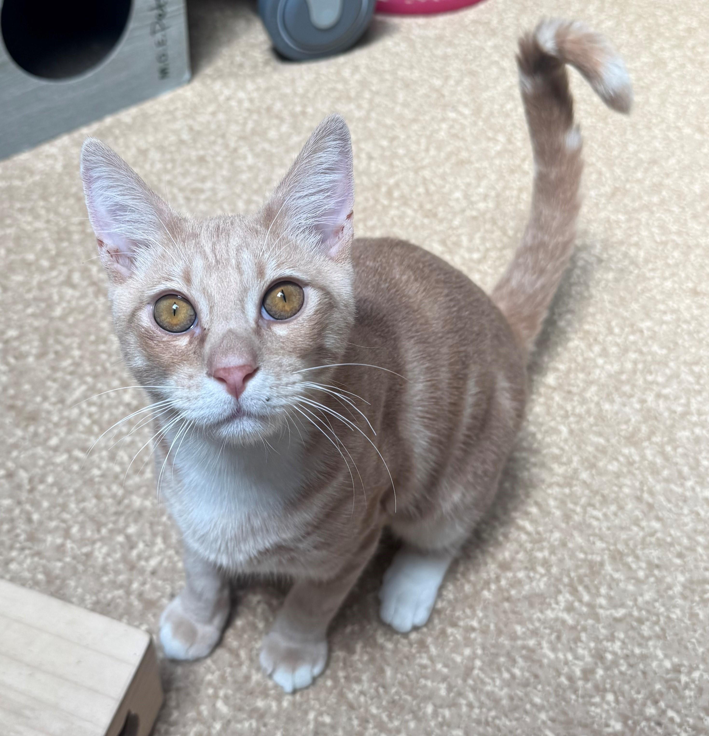 Enlarge Mo, an adopted Domestic Short Hair in Laguna Beach, CA image 2/2