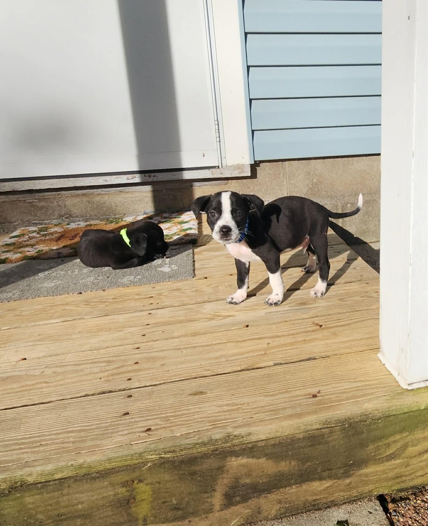 Casper- Little Monster's Litter, Adoptable, Puppy Male Australian Cattle Dog / Blue Heeler & Boykin Spaniel.