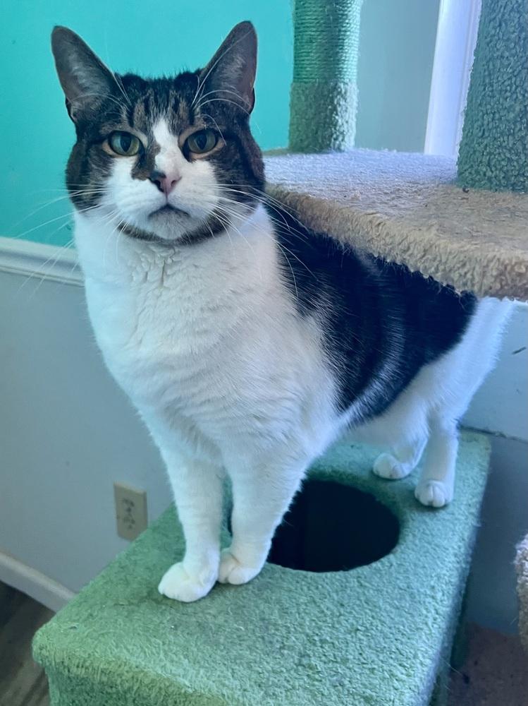 Enlarge SHAGGY, a Adoptable Domestic Short Hair in Burlington, NC image 1/2