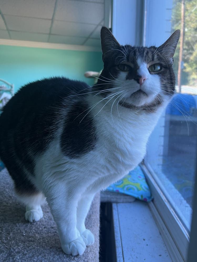 Enlarge SHAGGY, a Adoptable Domestic Short Hair in Burlington, NC image 2/2