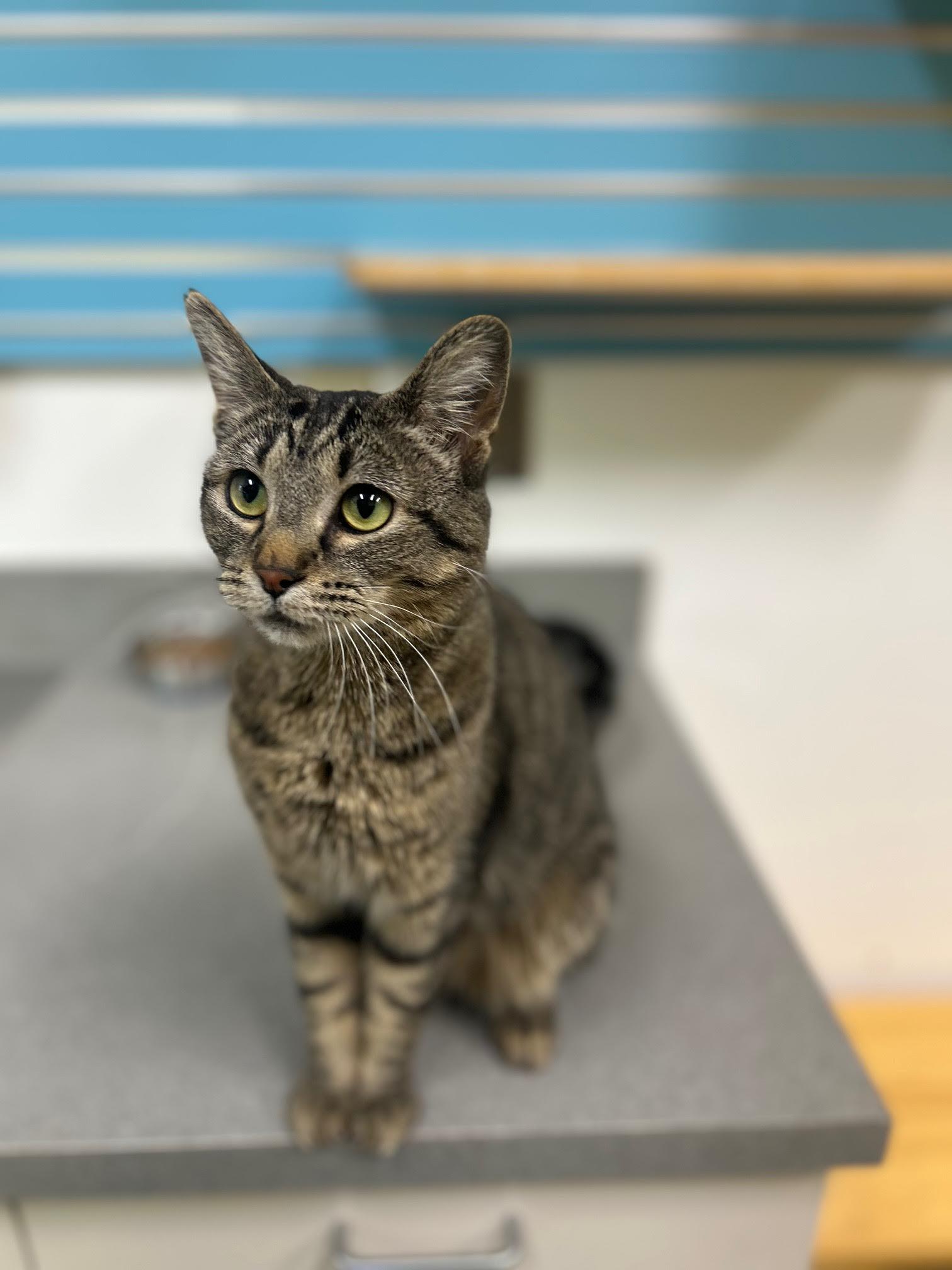 Gypsy, ADOPTABLE, Young Female Domestic Short Hair.