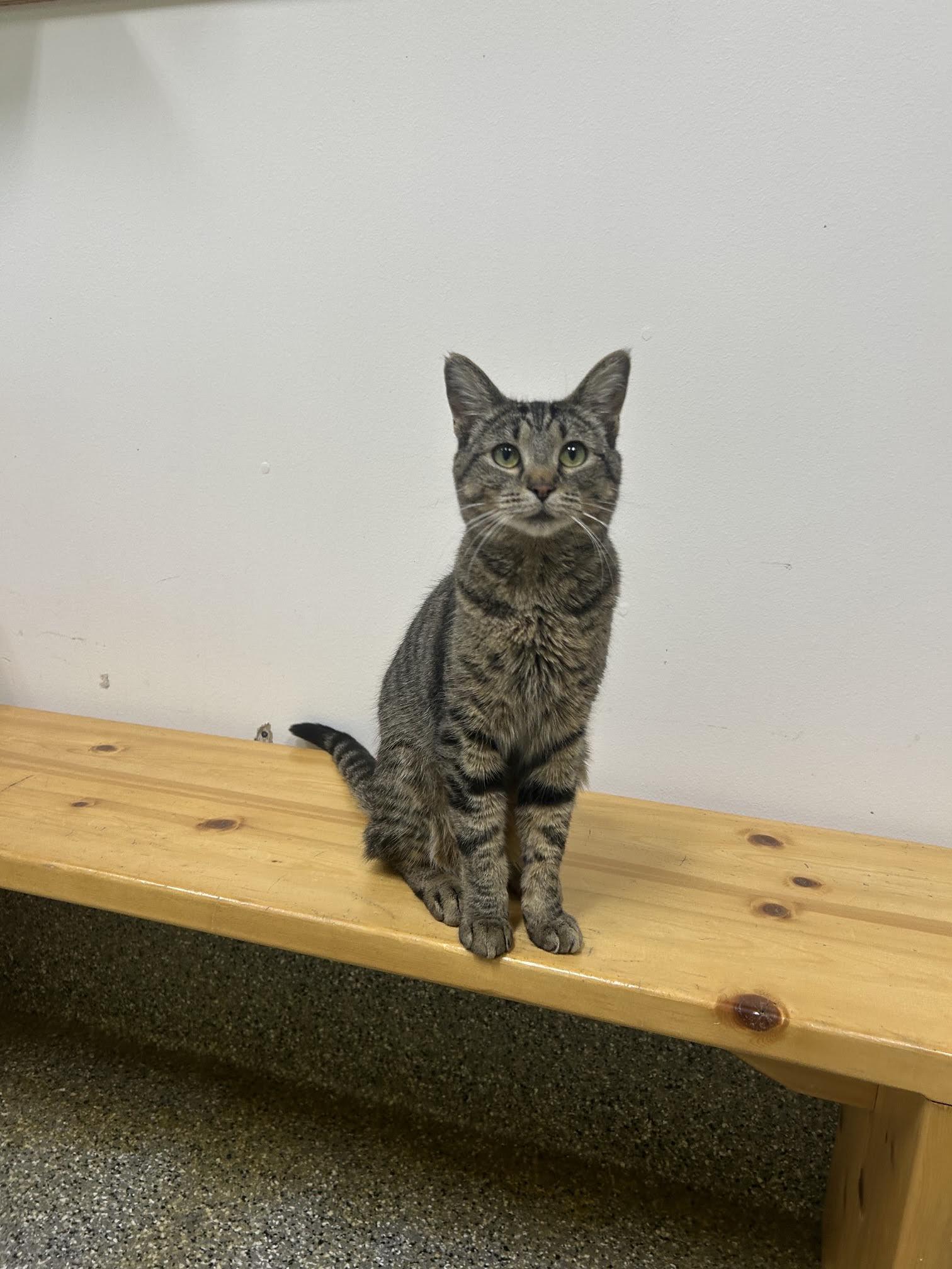 Gypsy, a ADOPTABLE Domestic Short Hair in Homer, AK image 2/2