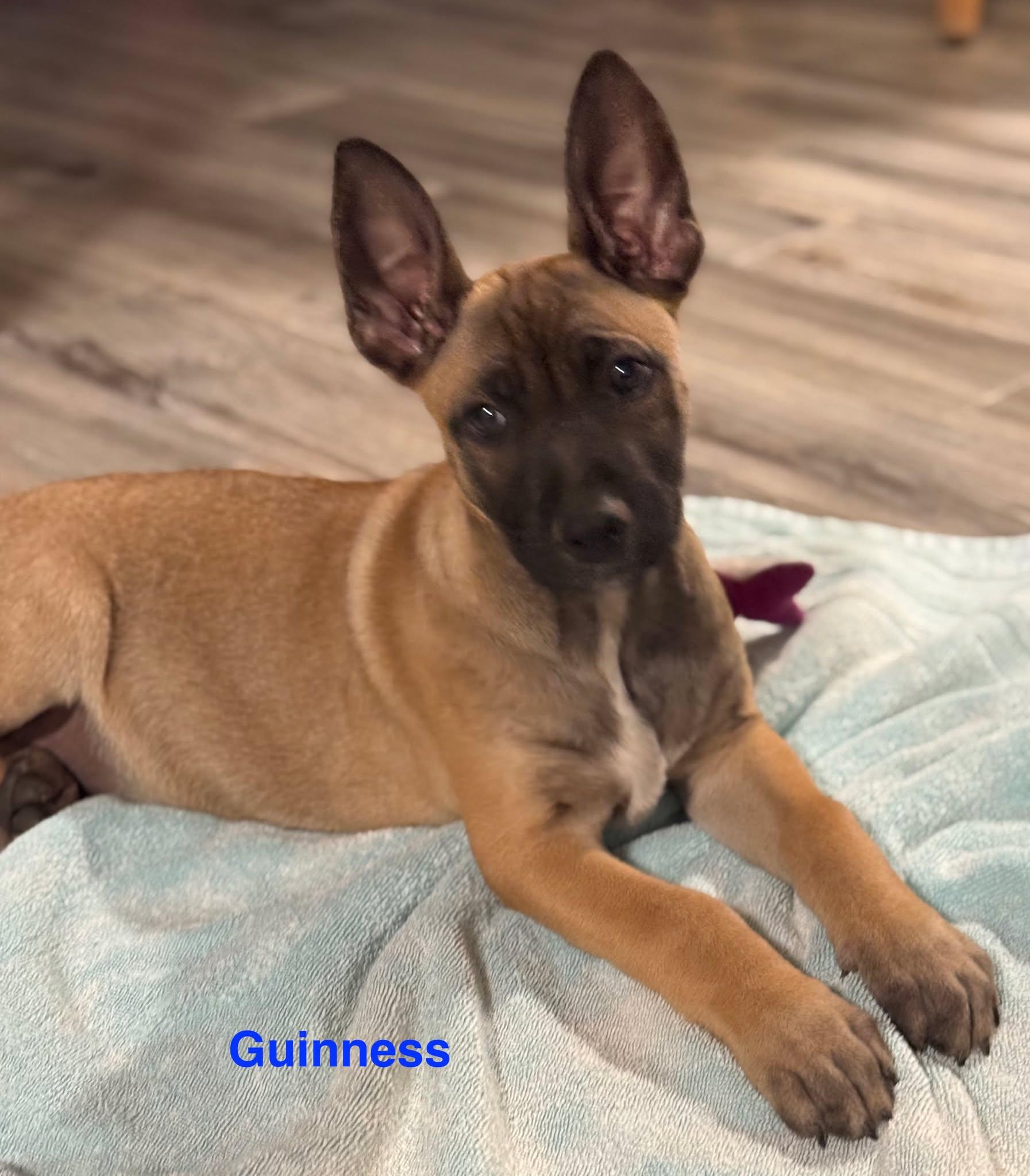 Enlarge Guinness, a Adoptable mixed breed in Lockhart, TX image 2/4