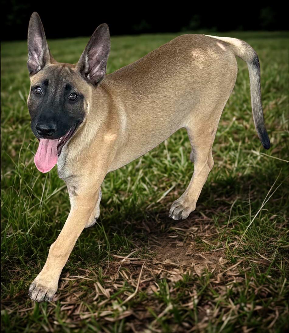 Guinness, Adoptable, Puppy Male Belgian Shepherd / Malinois & German Shepherd Dog.
