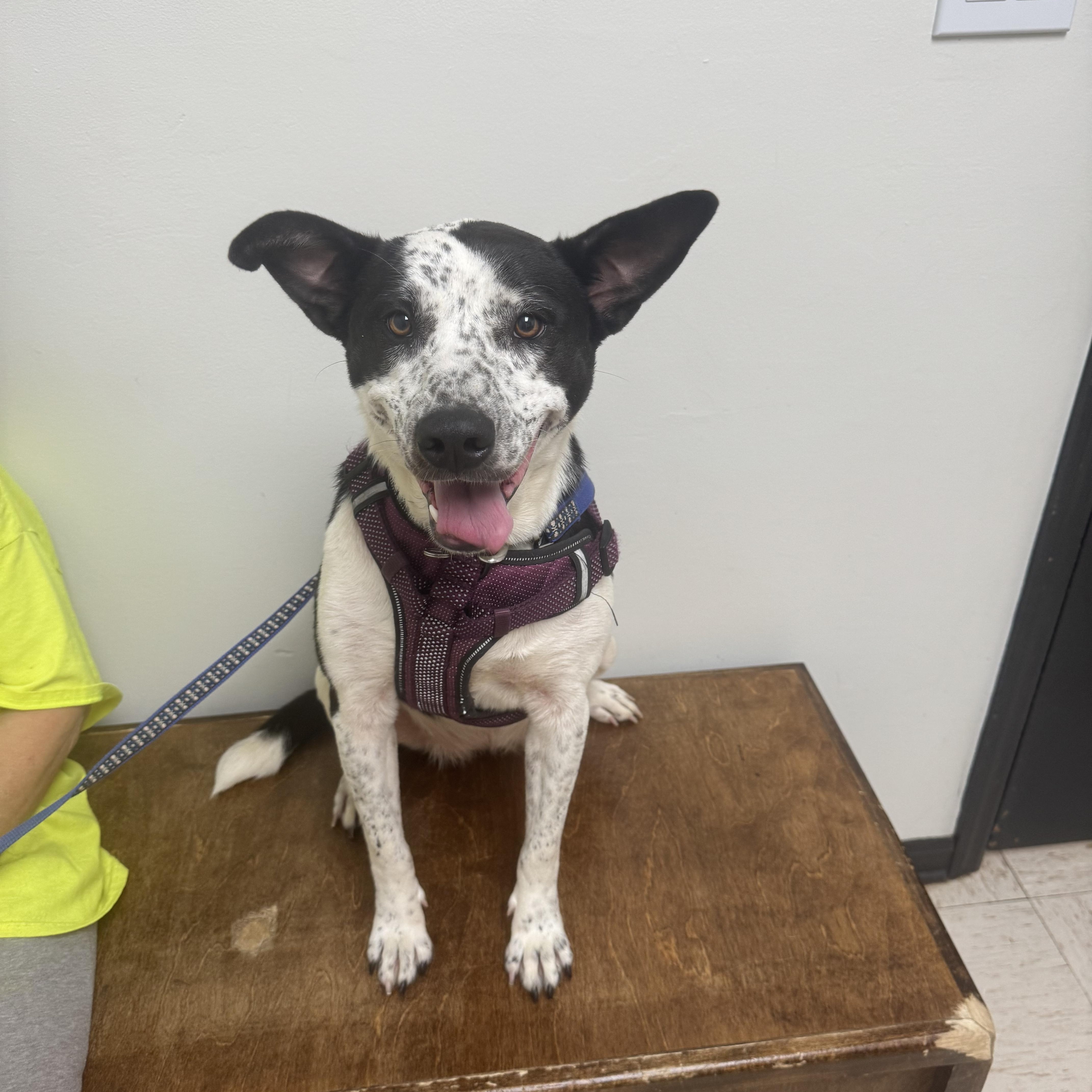 Enlarge Sparkles, a Adopted mixed breed in Salem, AL image 1/3