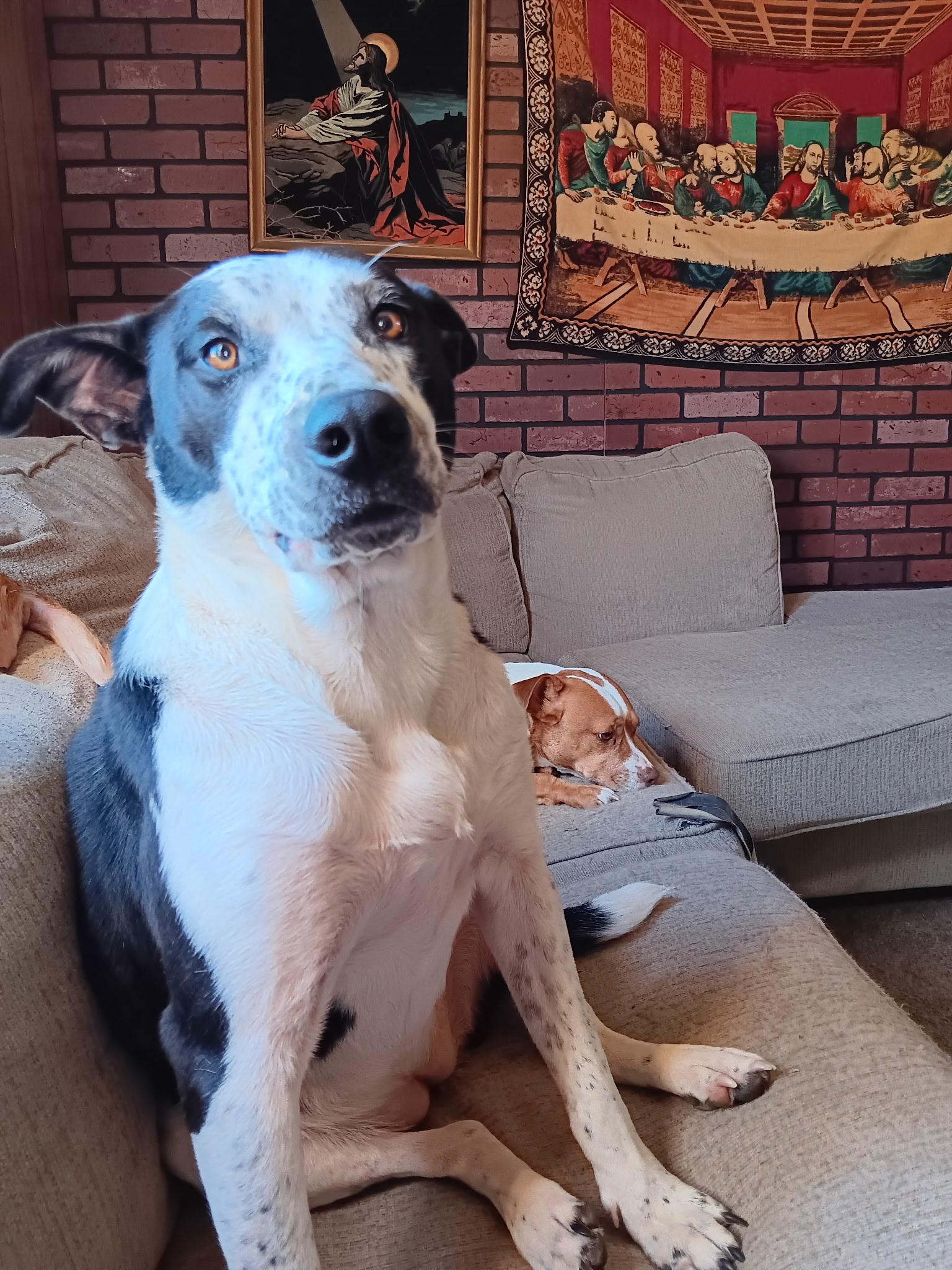 Enlarge Sparkles, a Adopted mixed breed in Salem, AL image 2/3