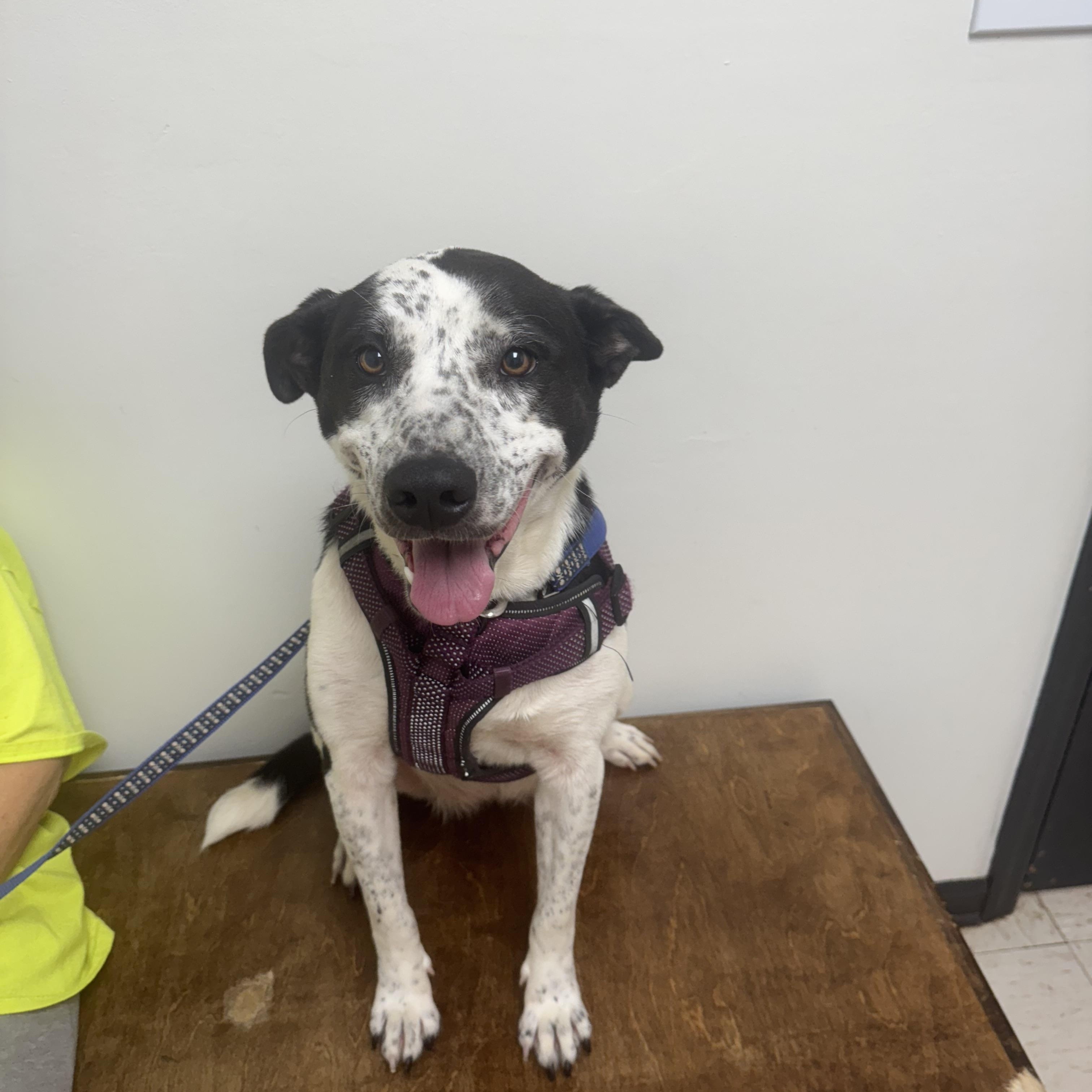 Enlarge Sparkles, a Adopted mixed breed in Salem, AL image 3/3