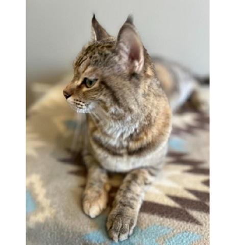 Birdie, a ADOPTABLE Tabby in Salt Lake City, UT image 3/3