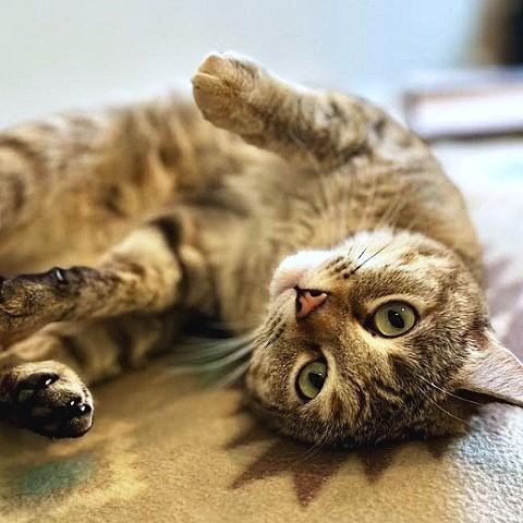 Birdie, ADOPTABLE, Young Female Tabby.
