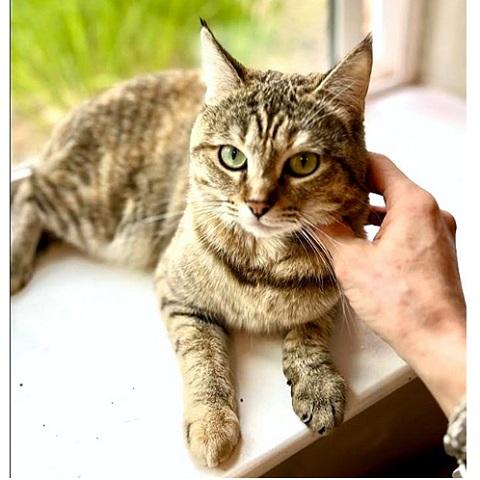 Birdie, a ADOPTABLE Tabby in Salt Lake City, UT image 2/3
