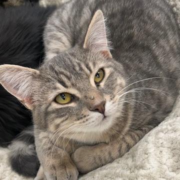 El Guapo, Adoptable, Young Male Domestic Medium Hair.