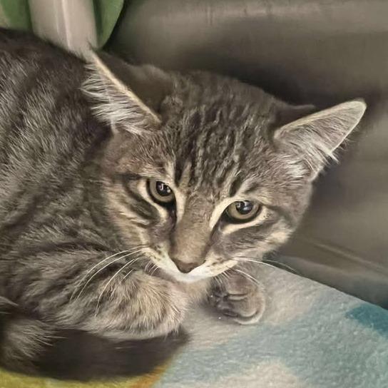 El Guapo, a Adoptable Domestic Medium Hair in Buffalo, WY image 2/2