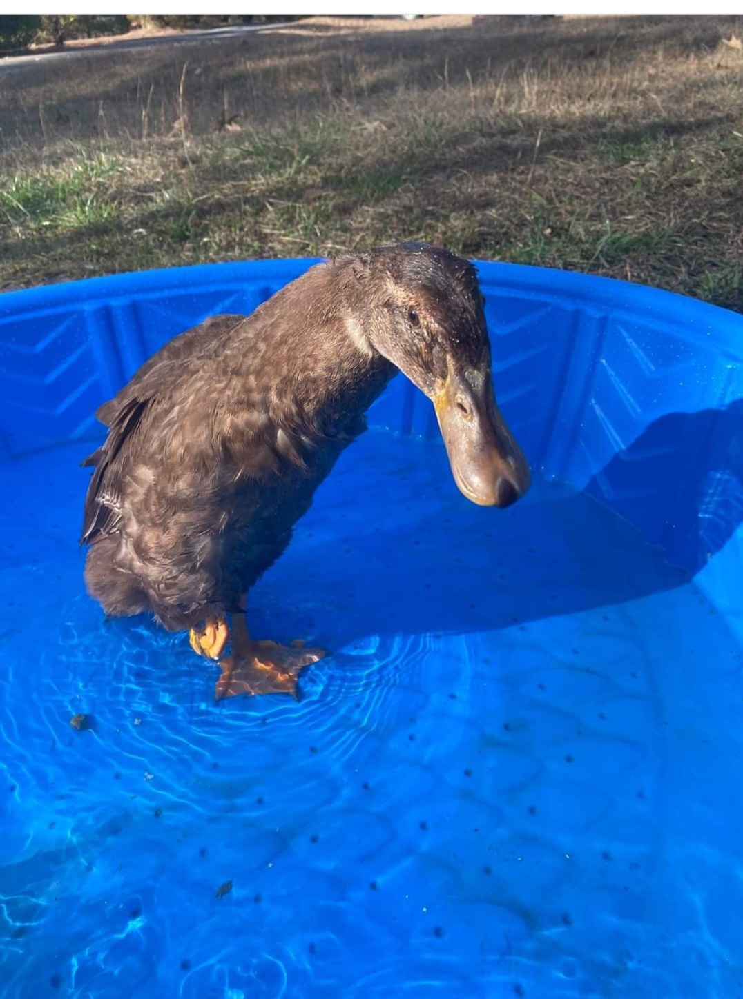 Enlarge Oatmeal, a Adopted Duck in Hayden, AL image 1/1