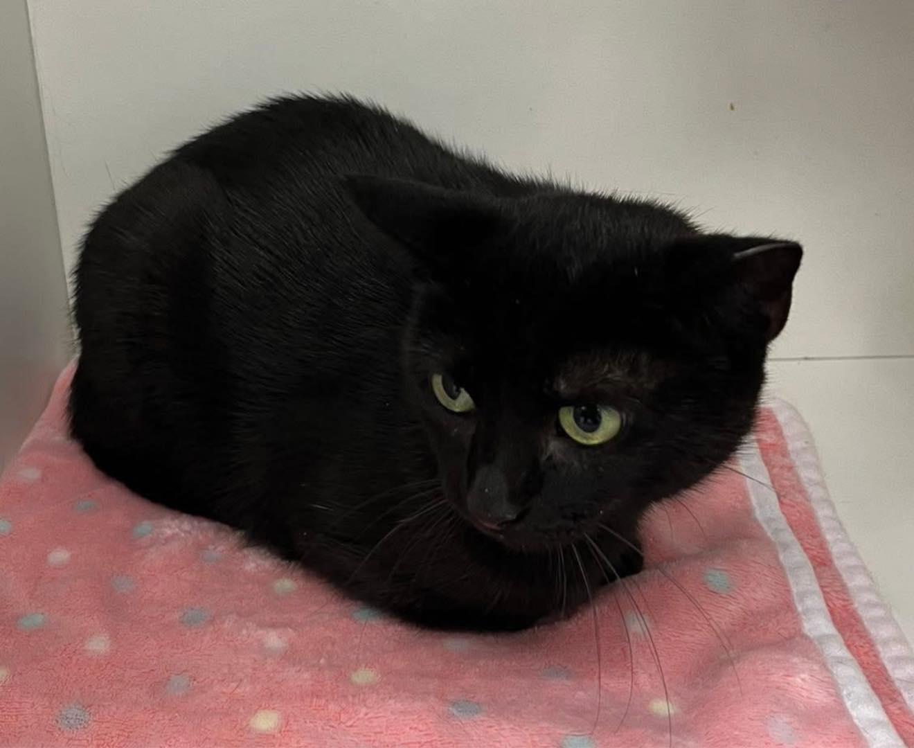 Enlarge Lil Mama, a Adoptable Domestic Short Hair in Cleveland, OH image 1/4