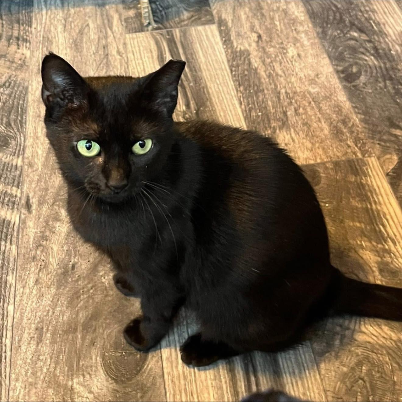 Enlarge Lil Mama, a Adoptable Domestic Short Hair in Cleveland, OH image 2/4