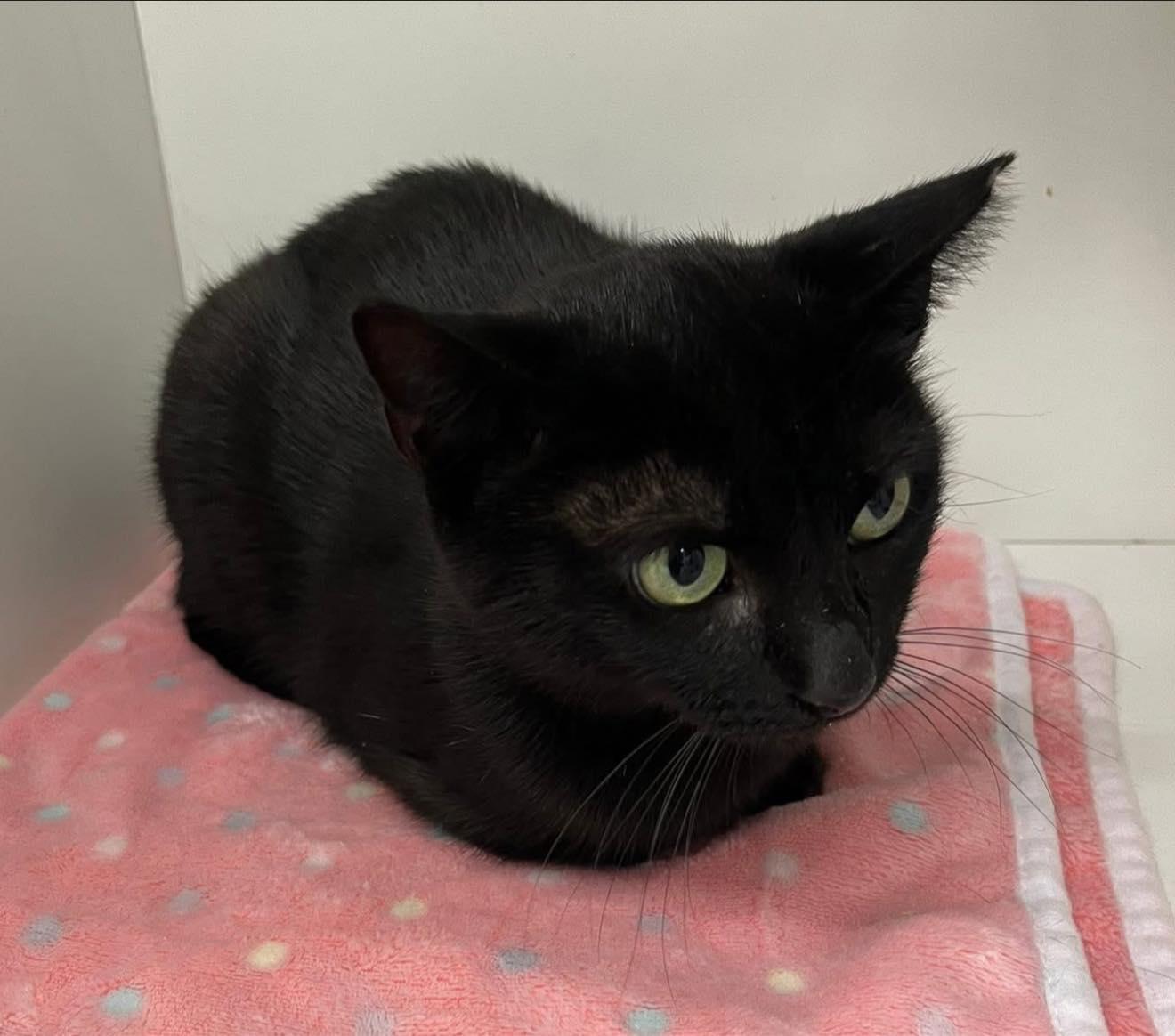 Enlarge Lil Mama, a Adoptable Domestic Short Hair in Cleveland, OH image 3/4