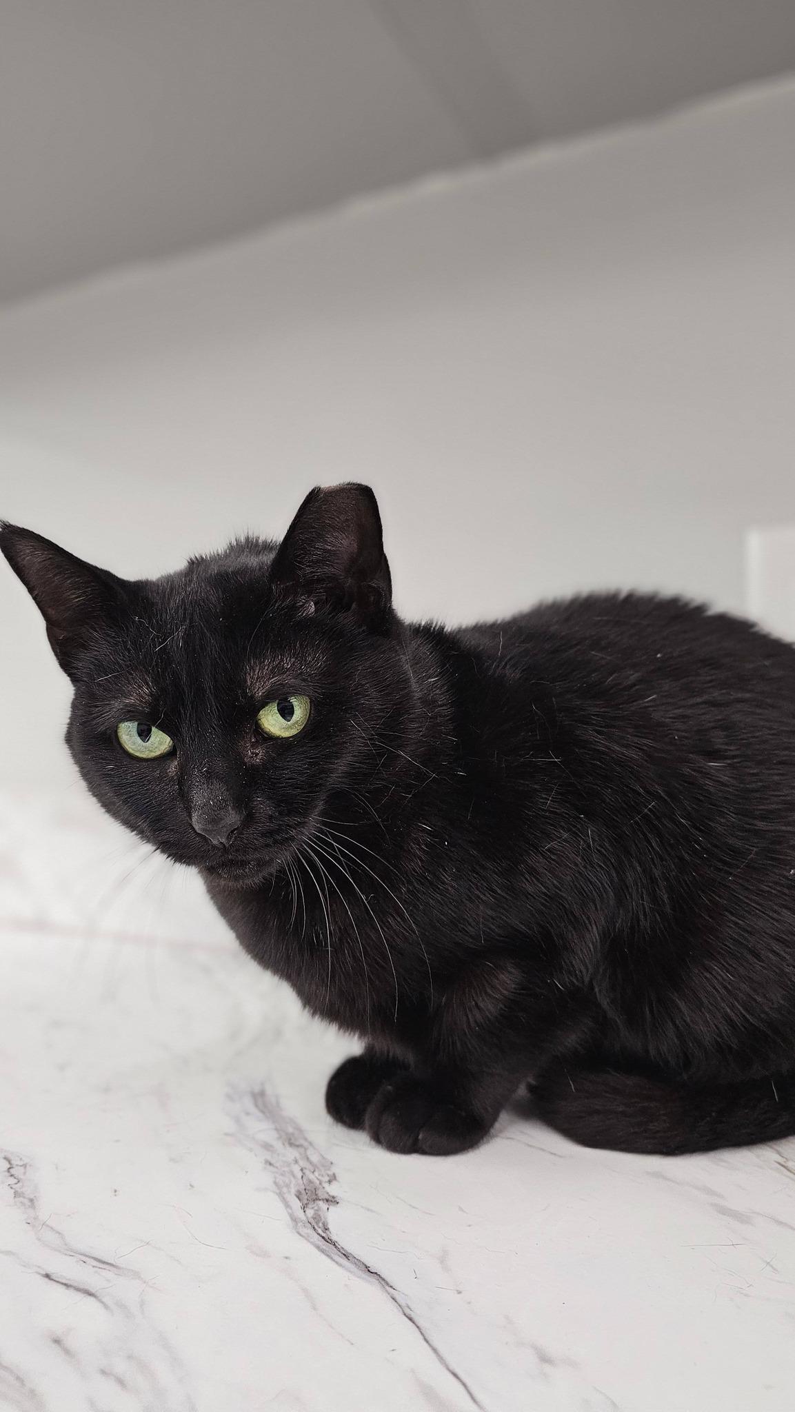 Enlarge Lil Mama, a Adoptable Domestic Short Hair in Cleveland, OH image 4/4