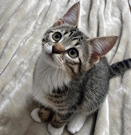 Lily, Adoptable, Kitten Female Domestic Short Hair & Domestic Short Hair.