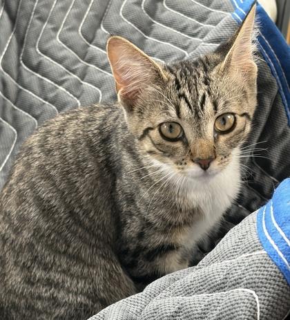 Enlarge Lily, a Adoptable mixed breed in Elk Grove Village, IL image 2/3
