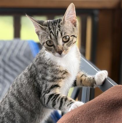 Enlarge Lily, a Adoptable mixed breed in Elk Grove Village, IL image 3/3