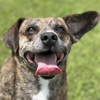 Rowan, Adoptable, Adult Male Plott Hound & Mixed Breed.