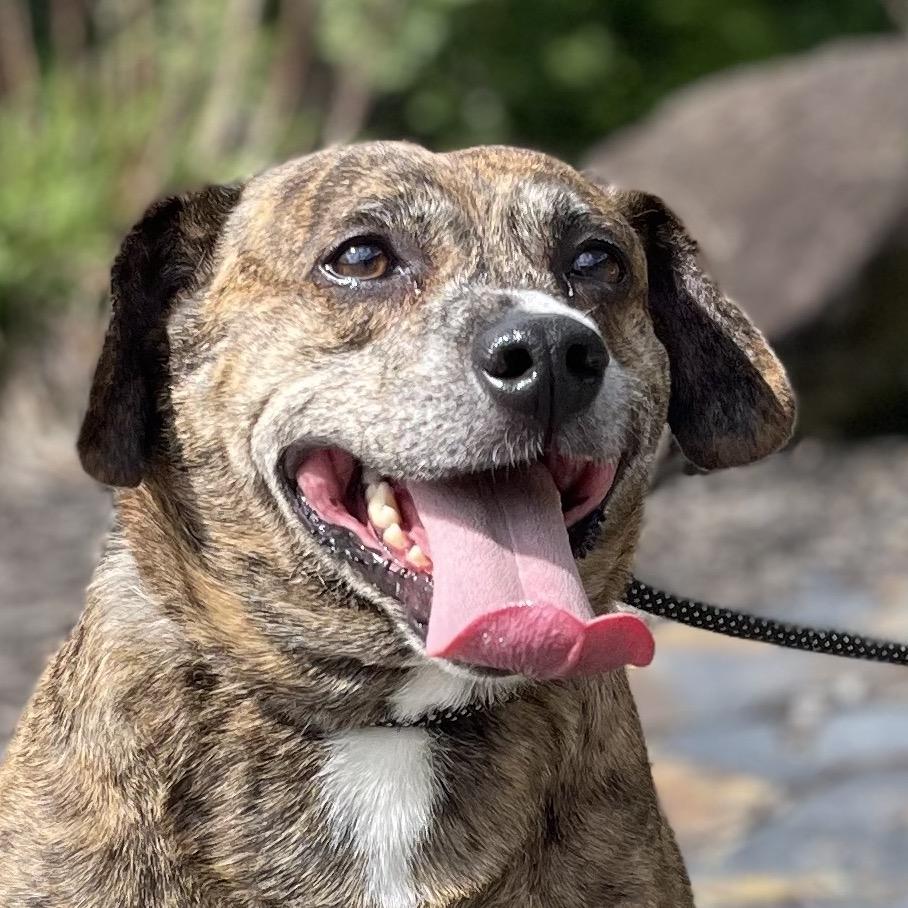 Enlarge Rowan, a Adoptable mixed breed in Blairsville, GA image 2/6