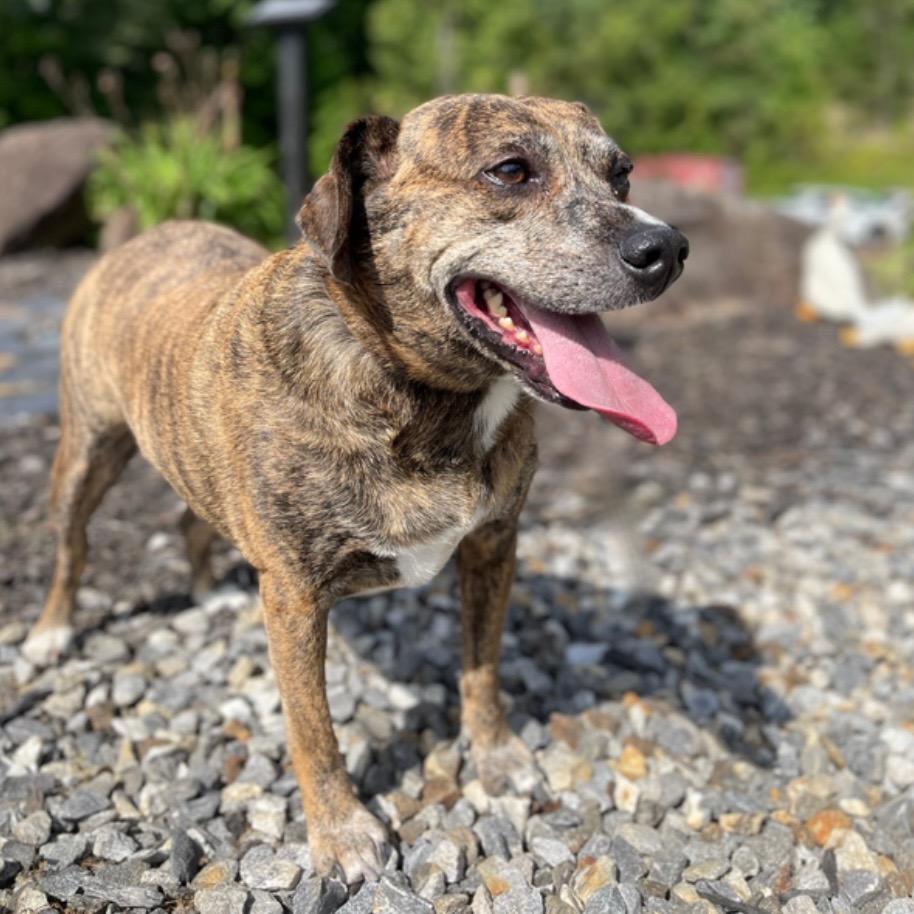 Enlarge Rowan, a Adoptable mixed breed in Blairsville, GA image 3/6