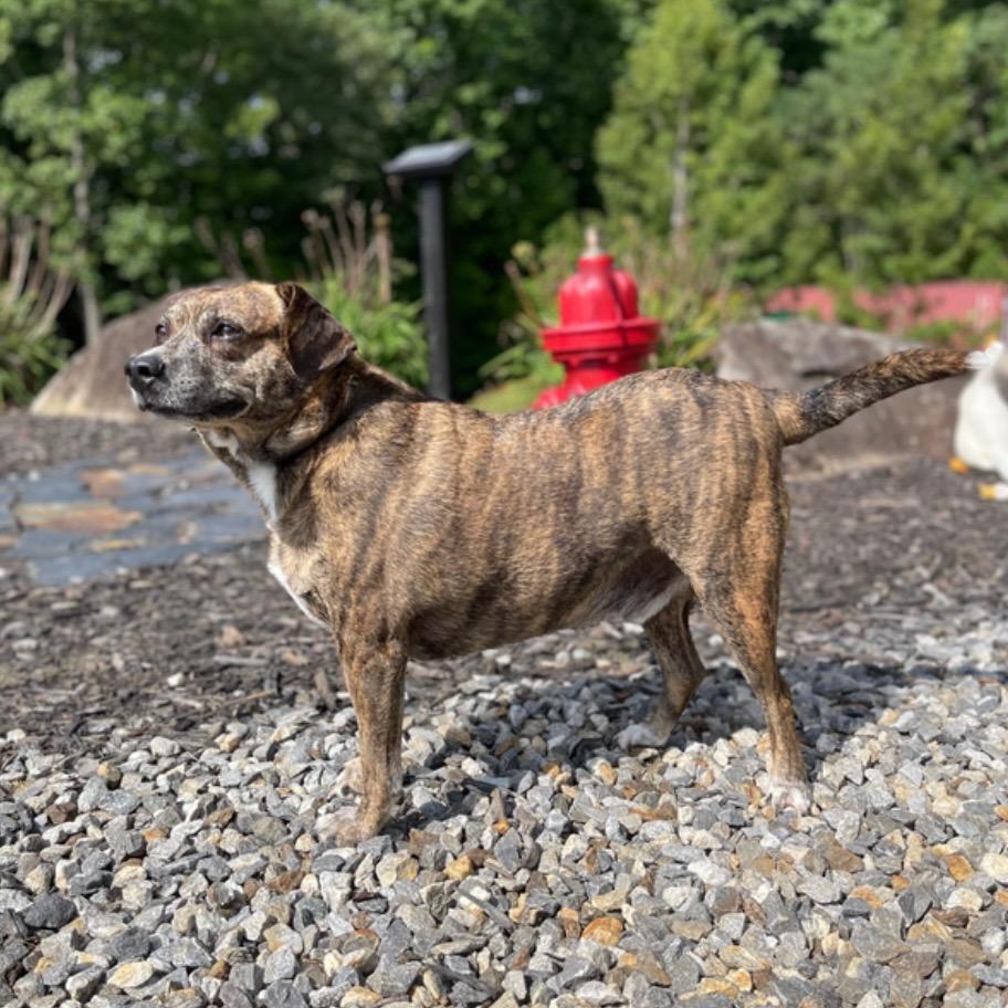 Enlarge Rowan, a Adoptable mixed breed in Blairsville, GA image 4/6