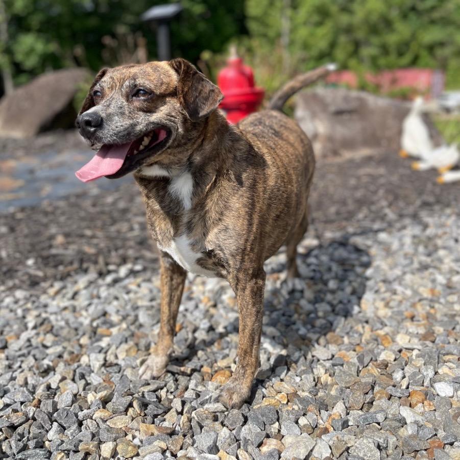 Enlarge Rowan, a Adoptable mixed breed in Blairsville, GA image 6/6